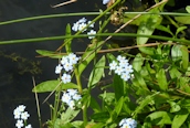 Water Forget-me-not 