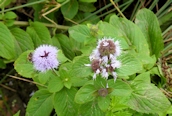 Water Mint