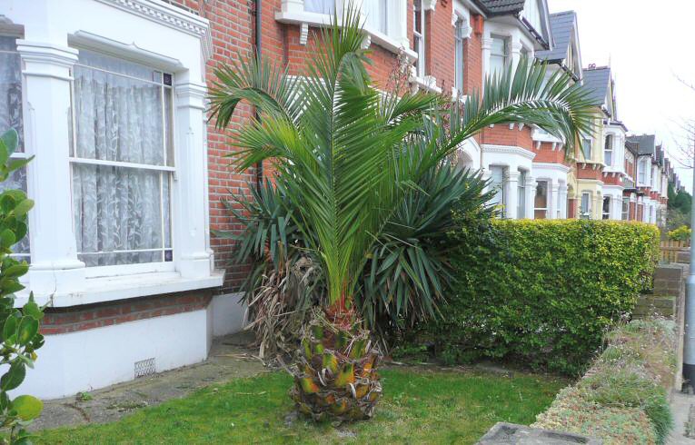 Canary Palm