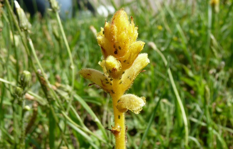 Common Broomrape 