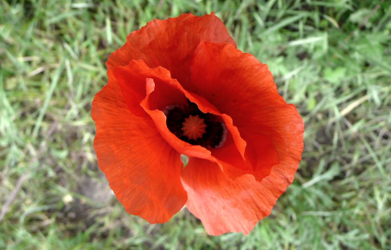 Common Poppy