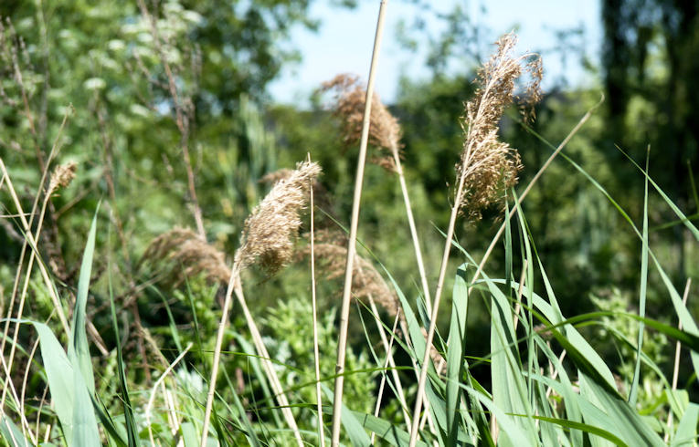Common Reed