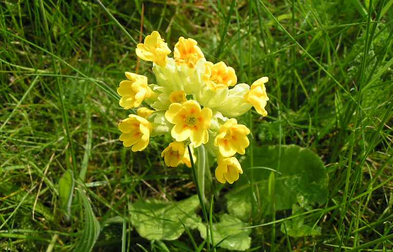 Primula veris