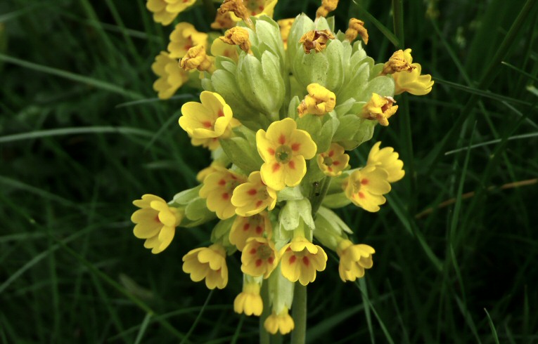 Cowslip