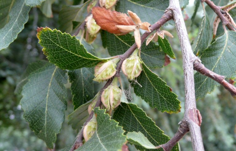 Dombey's Southern Beech