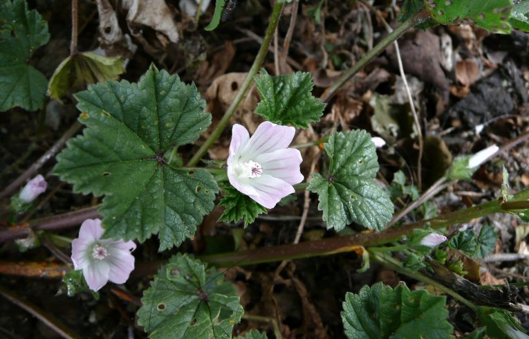 Dwarf Mallow