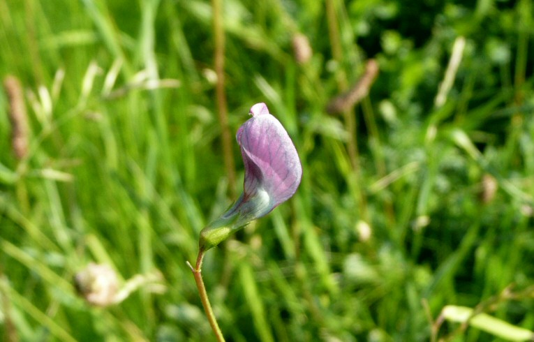 Grass Vetchling