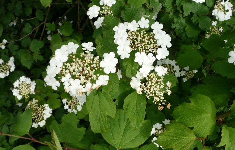 Guelder-rose
