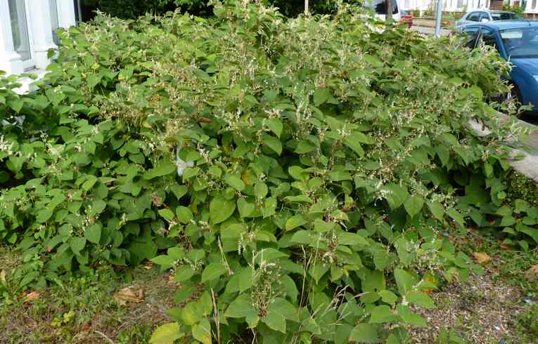 Japanese Knotweed