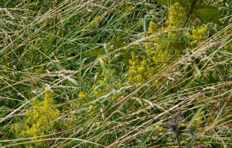 Lady's Bedstraw