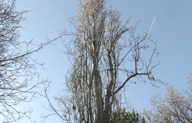 Lombardy Poplar