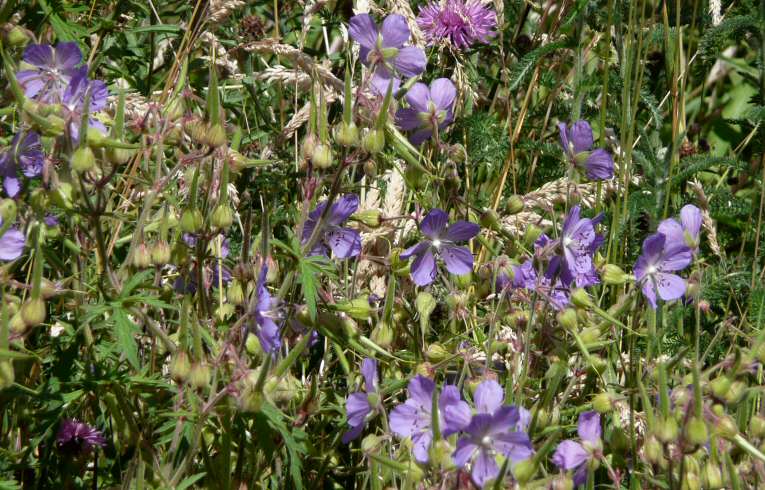 Meadow Cranesbill