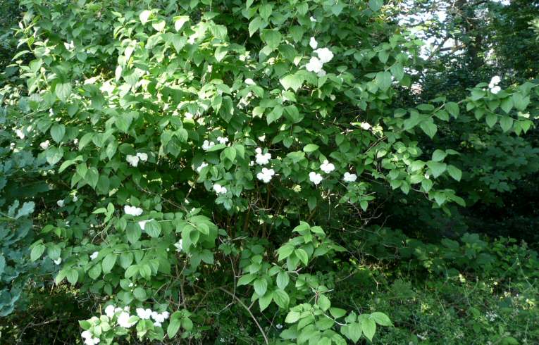 Mock Orange