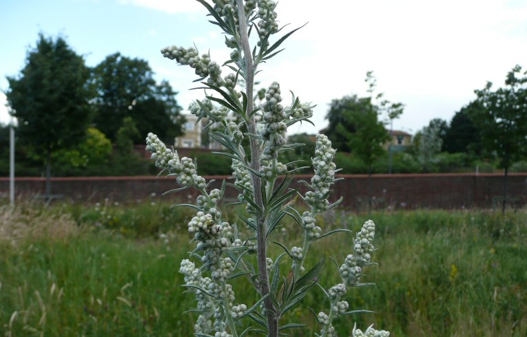 Mugwort