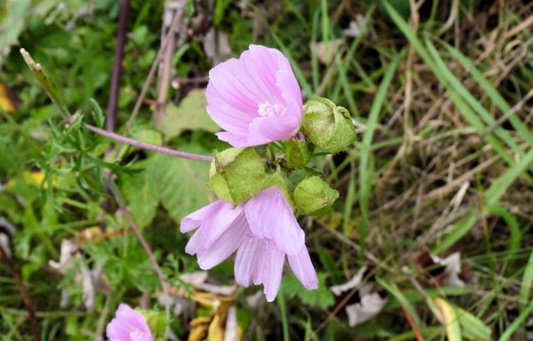 Musk Mallow