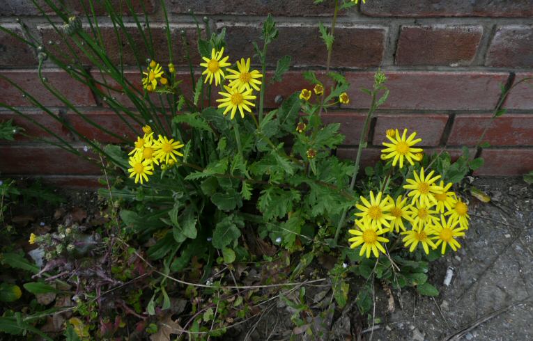 Oxford Ragwort