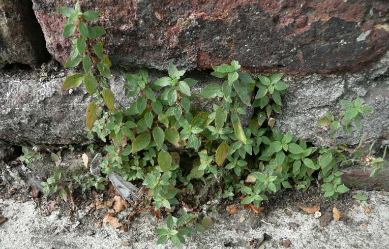 Pellitory-of-the-wall