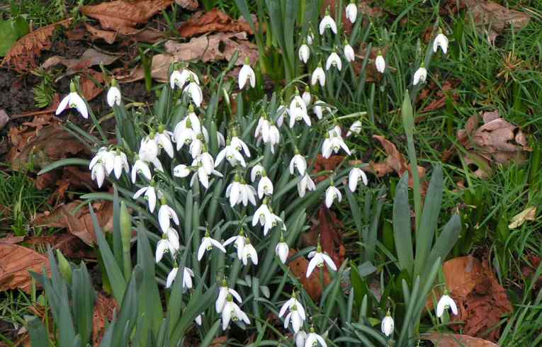 Snowdrops