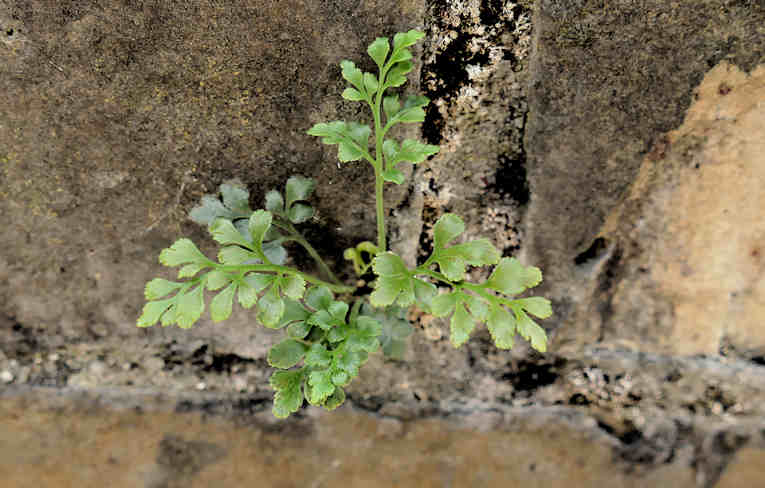 Wall Rue
