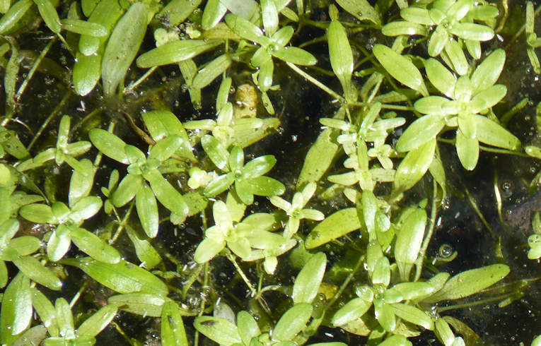 Water Purslane