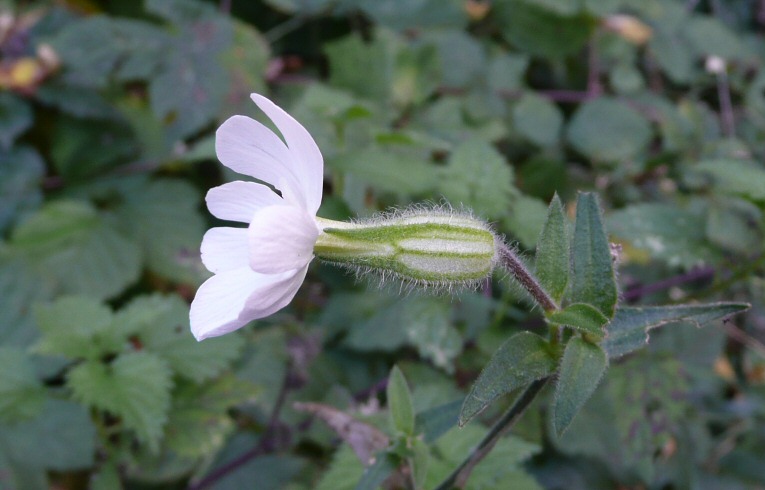 White Campion