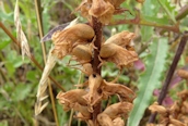 (Knapweed) Broomrape