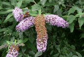 Buddleia