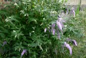 Buddleia