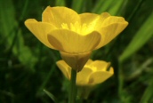 Bulbous Buttercup
