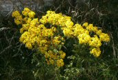 Common Ragwort