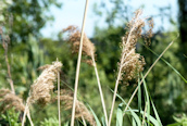 Common Reed