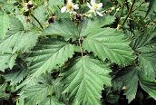 Cut-leaved Bramble