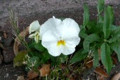Garden Pansy