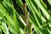 Great Pond- Sedge