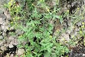 Hedge Mustard