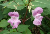 Himalayan Balsam