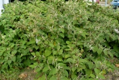 Japanese Knotweed