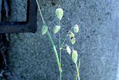 Large Quaking Grass