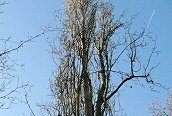Lombardy Poplar