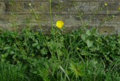 Meadow Buttercup
