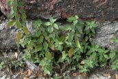 Pellitory-of-the-wall
