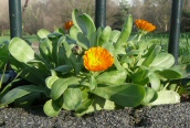Pot Marigold