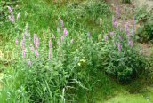 Purple Loosestrife