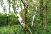 Silver Birch 