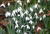 Snowdrop