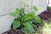 Tobacco Plant