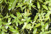 Water Purslane