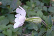 White Campion
