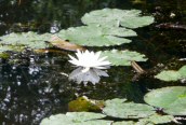 White Water-lily