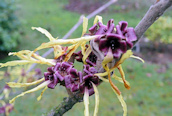 Witch Hazel